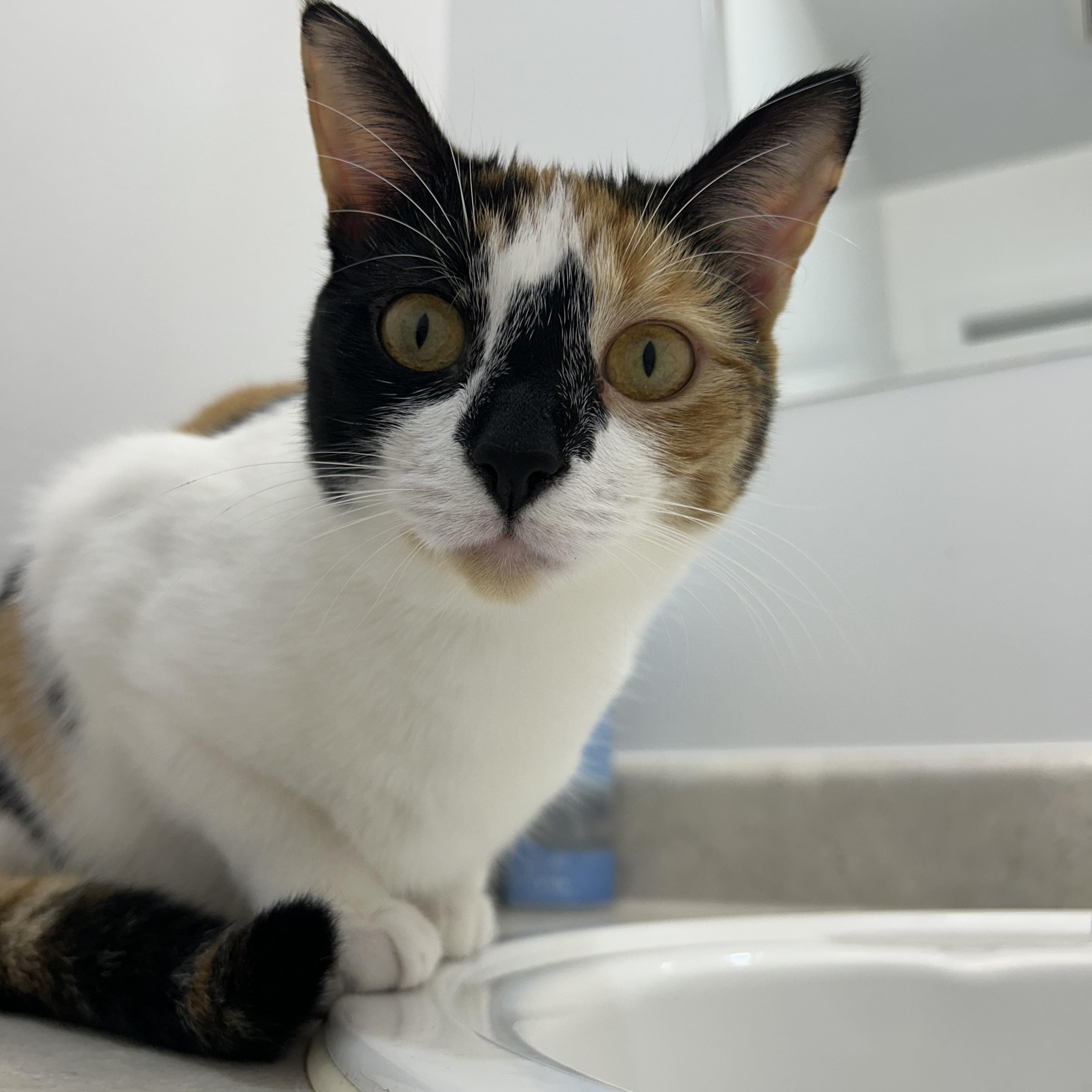 Monica & Rachel, a ADOPTABLE Domestic Short Hair in Trenton, ON image 3/6