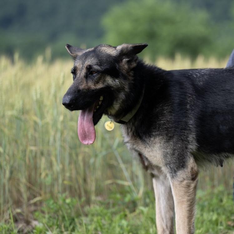 Livvy (26-224), Adoptable, Adult Female German Shepherd Dog.