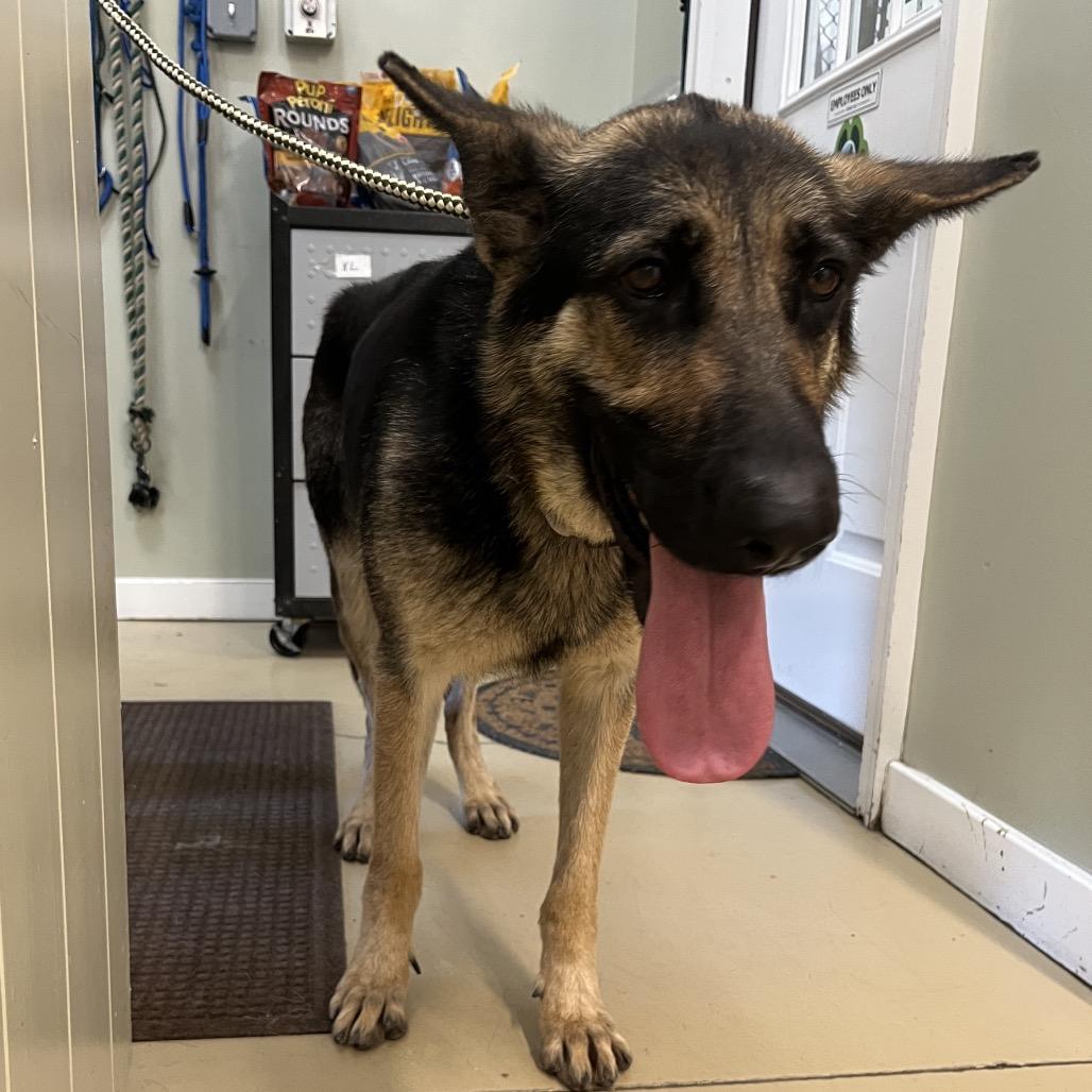 Livvy (26-224), a Adoptable German Shepherd Dog in New Ringgold, PA image 2/6