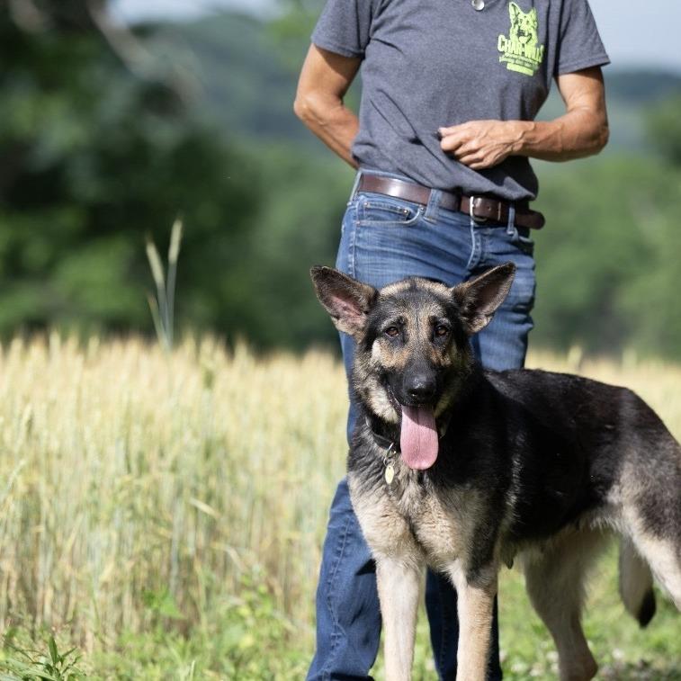Livvy (26-224), a Adoptable German Shepherd Dog in New Ringgold, PA image 3/6