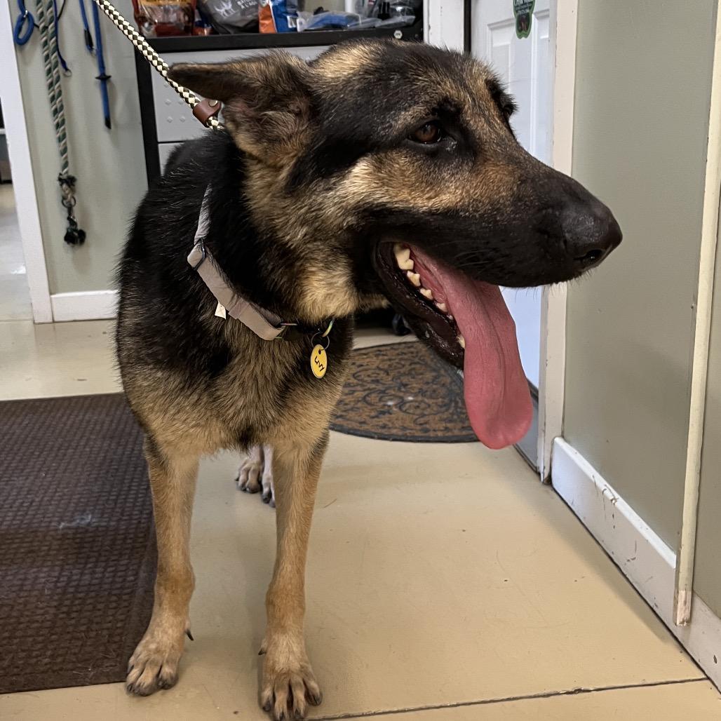 Livvy (26-224), a Adoptable German Shepherd Dog in New Ringgold, PA image 4/6