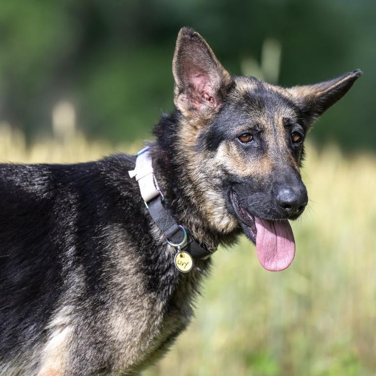 Livvy (26-224), a Adoptable German Shepherd Dog in New Ringgold, PA image 5/6