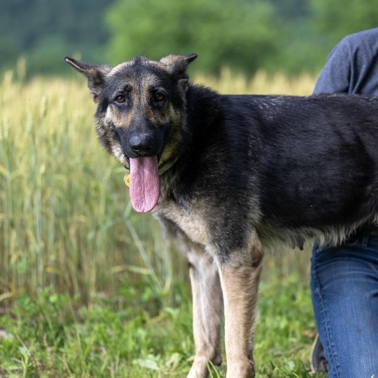 Livvy (26-224), a Adoptable German Shepherd Dog in New Ringgold, PA image 6/6