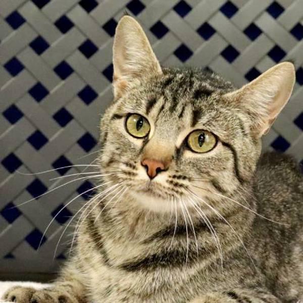 Amanda, Adoptable, Adult Female Domestic Short Hair.