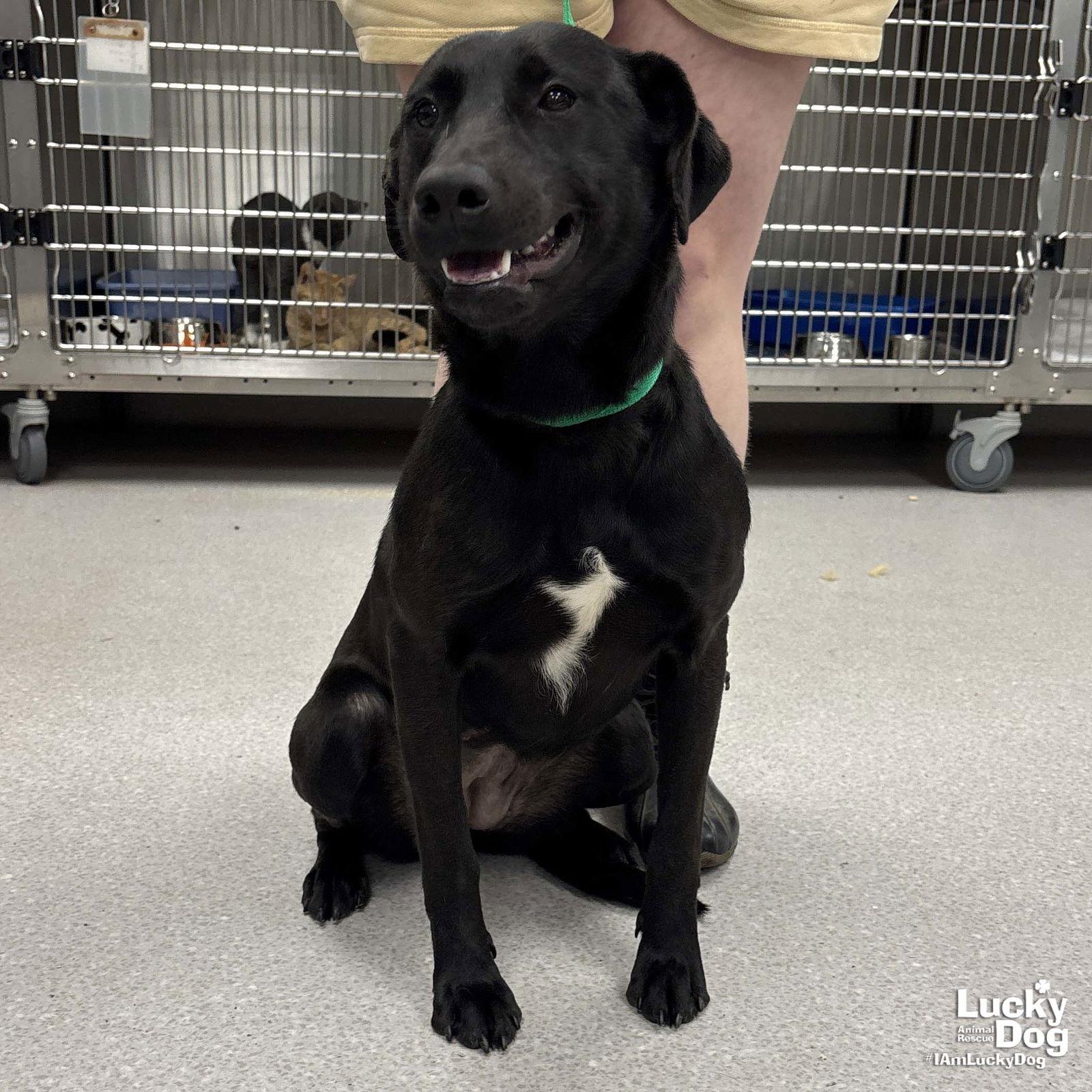 Parker, a Adoptable Labrador Retriever in Washington, DC image 1/2
