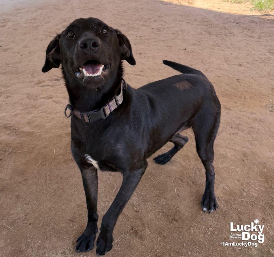 Enlarge Parker, a Adoptable Labrador Retriever in Washington, DC image 2/3