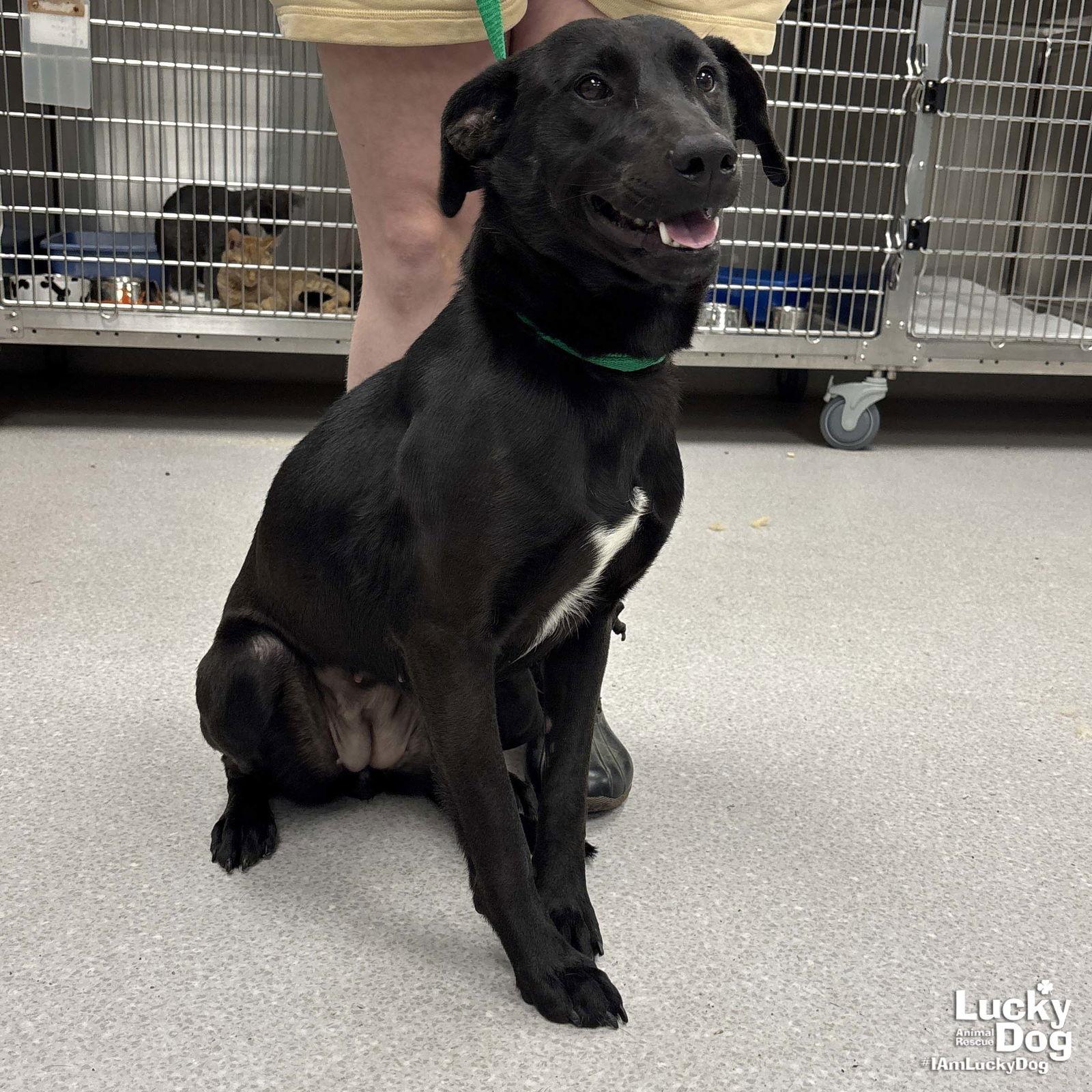 Parker, a Adoptable Labrador Retriever in Washington, DC image 2/2