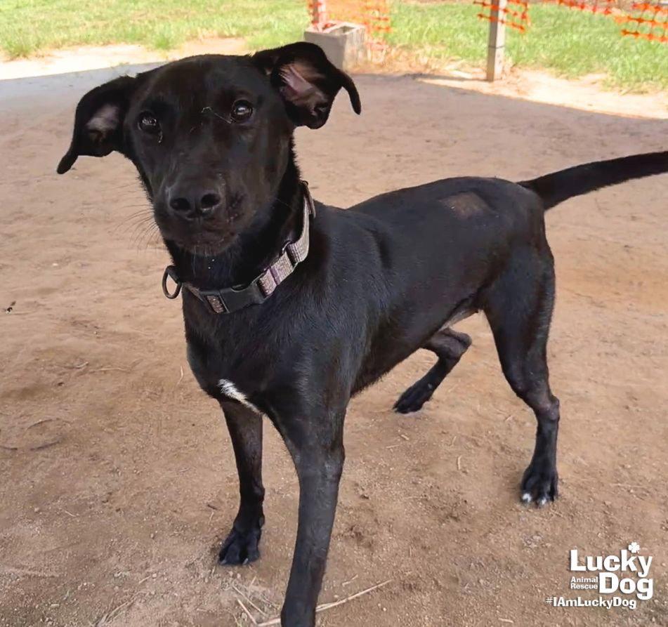 Enlarge Parker, a Adoptable Labrador Retriever in Washington, DC image 3/3