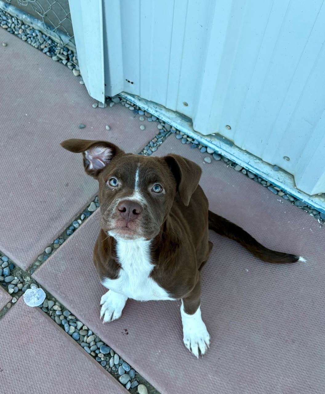 Arizona, adopted, Young Female Labrador Retriever.