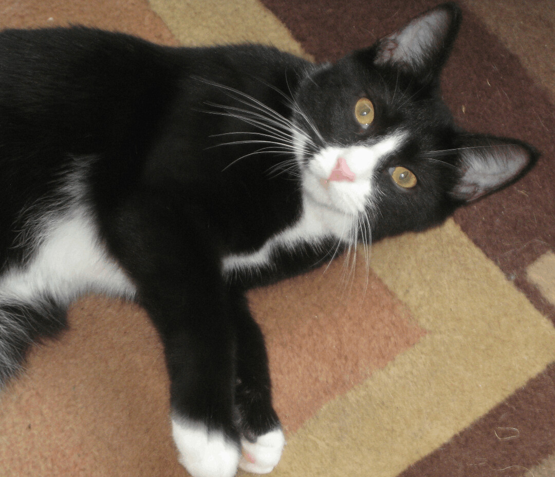 Sally, a Adoptable mixed breed in Ambler, PA image 2/7