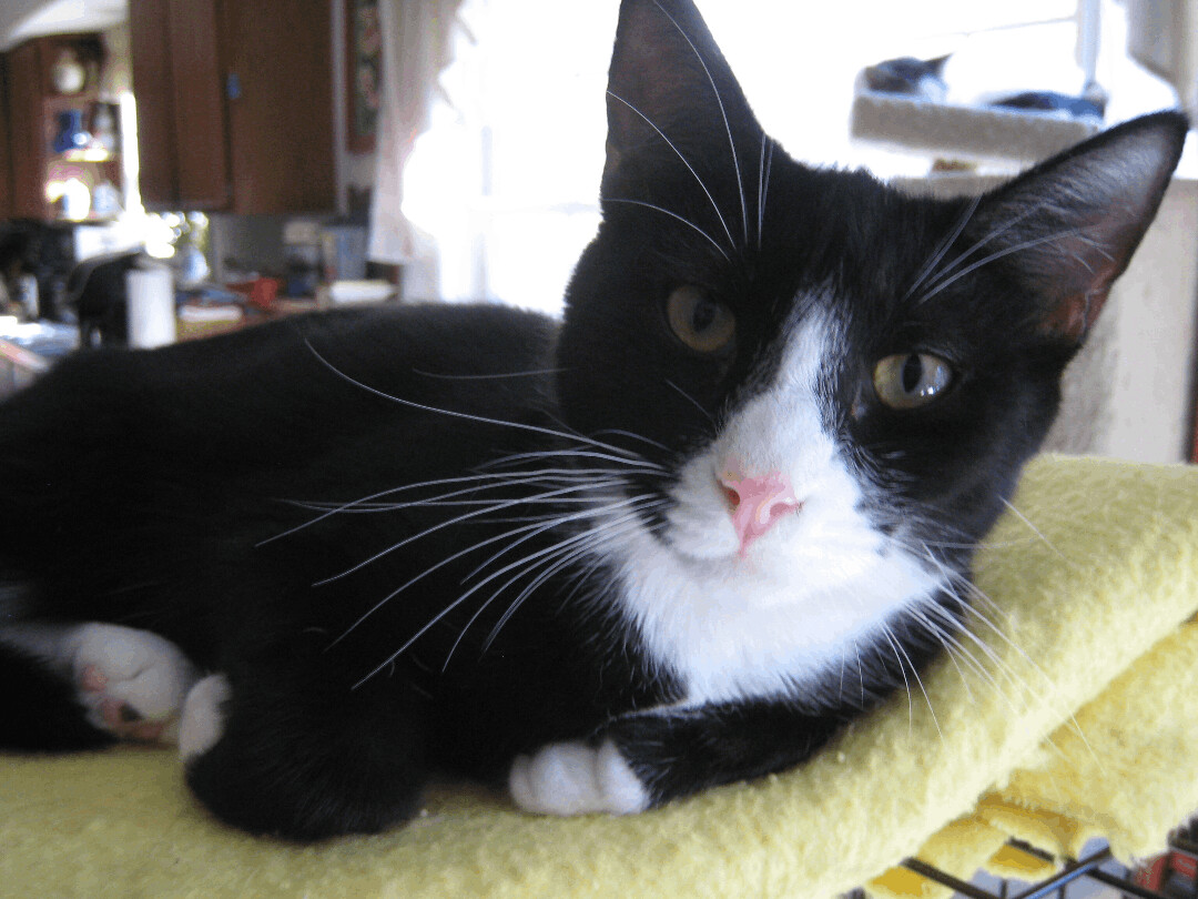 Sally, a Adoptable mixed breed in Ambler, PA image 3/7