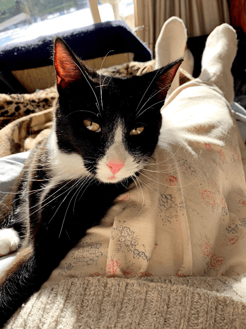 Sally, a Adoptable mixed breed in Ambler, PA image 5/7