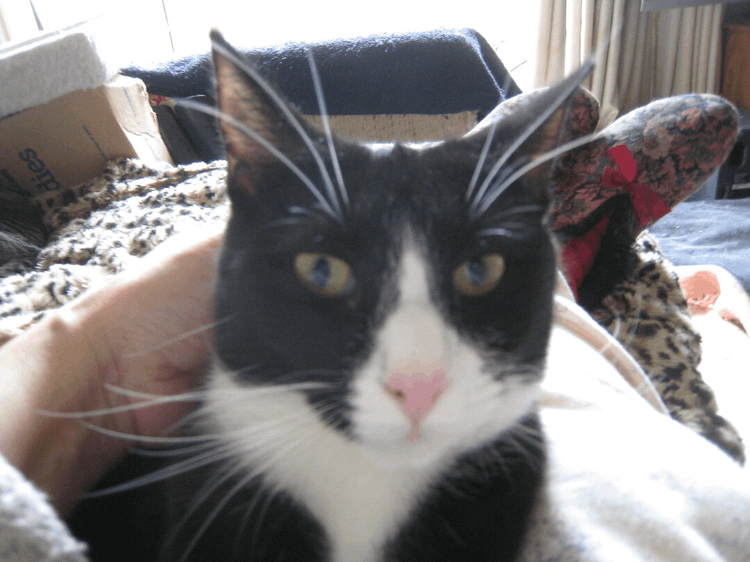 Sally, a Adoptable mixed breed in Ambler, PA image 6/7