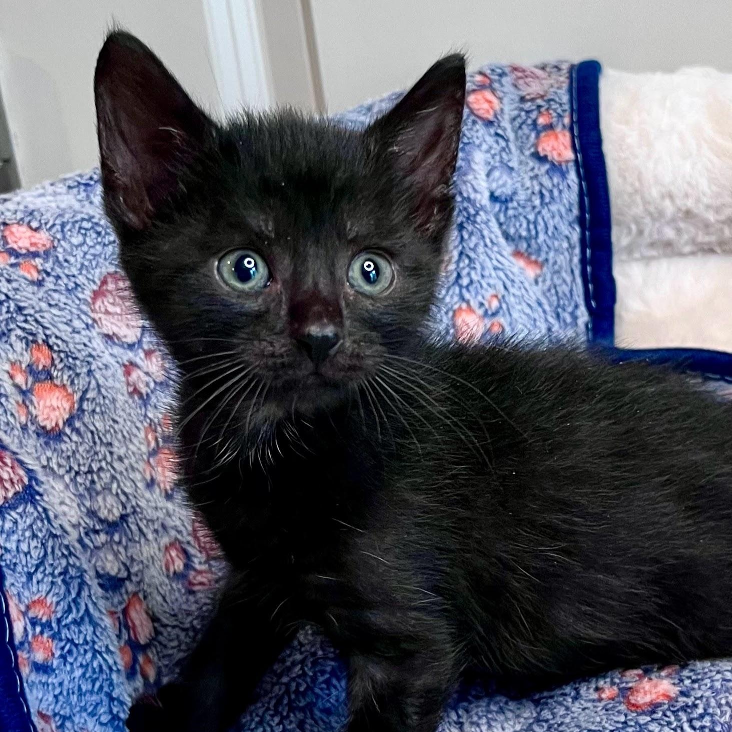 Enlarge Pedro Pawscal, a Adoptable Domestic Short Hair in Charlotte, NC image 1/1