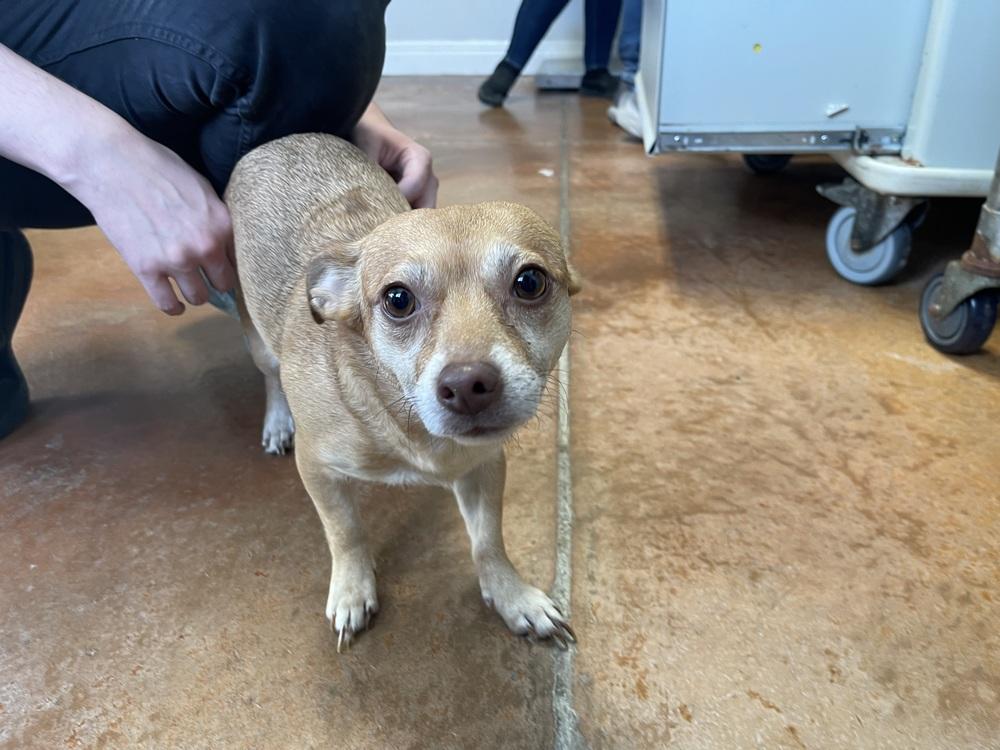 Ginger Ale, Adopted, Adult Female Rat Terrier & Chihuahua.