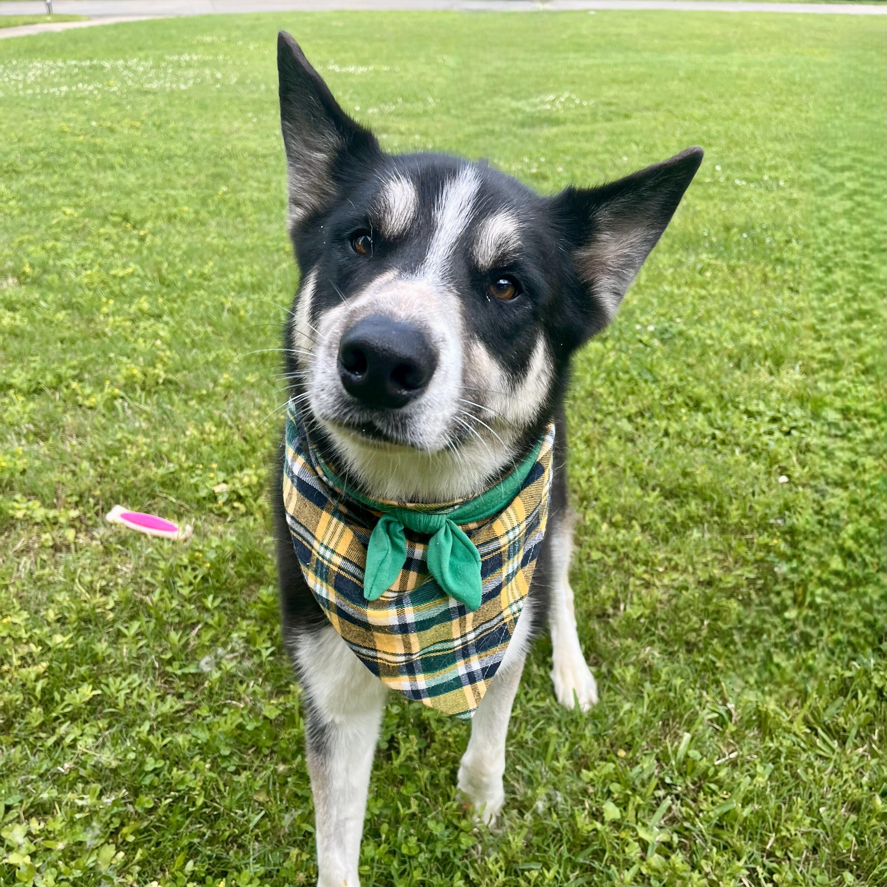 Papaya — thumbnail 4