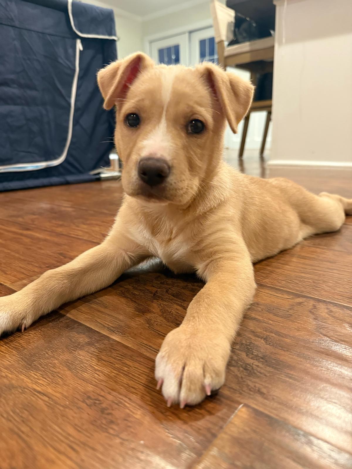 Noelle, ADOPTABLE, Puppy Female Labrador Retriever.