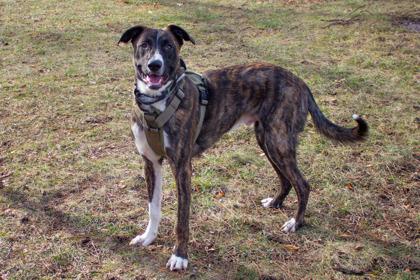 Enlarge Pax, a Adoptable mixed breed in Kansas City, MO image 1/2