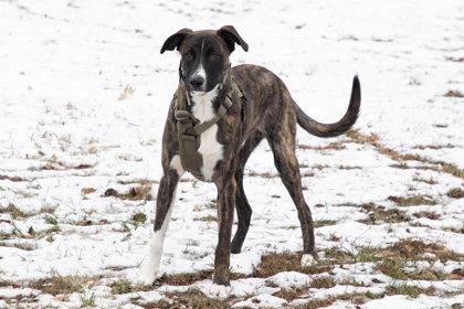 Enlarge Pax, a Adoptable mixed breed in Kansas City, MO image 2/2