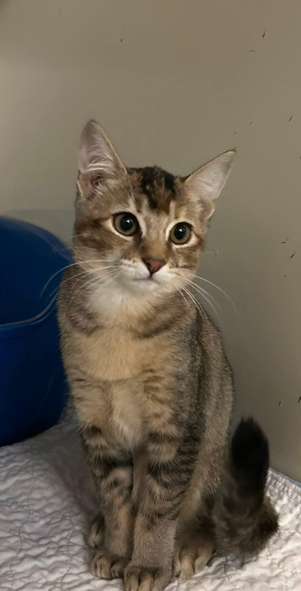 Enlarge Wiskers, a Adopted Domestic Short Hair in Quincy, CA image 1/1