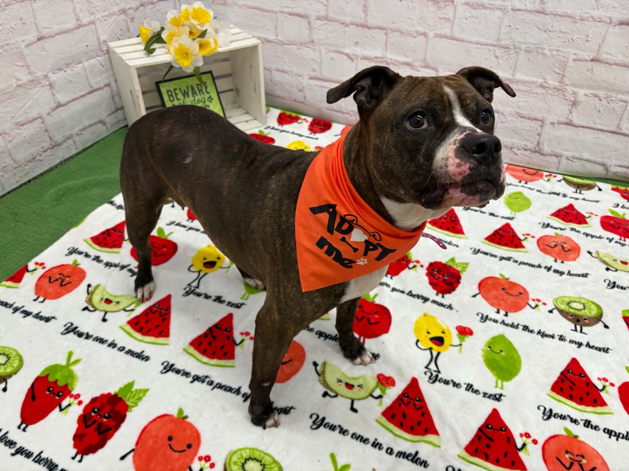 Enlarge Shelby, a Adoptable mixed breed in Oxford, MI image 2/6