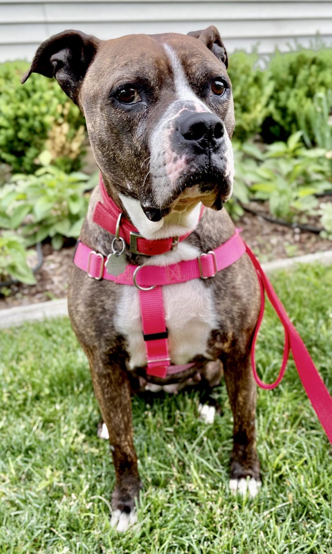 Enlarge Shelby, a Adoptable mixed breed in Oxford, MI image 6/6