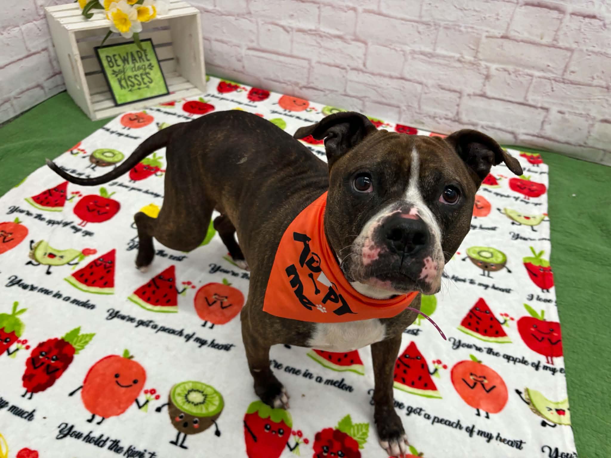 Enlarge Shelby, a Adoptable mixed breed in Oxford, MI image 4/6