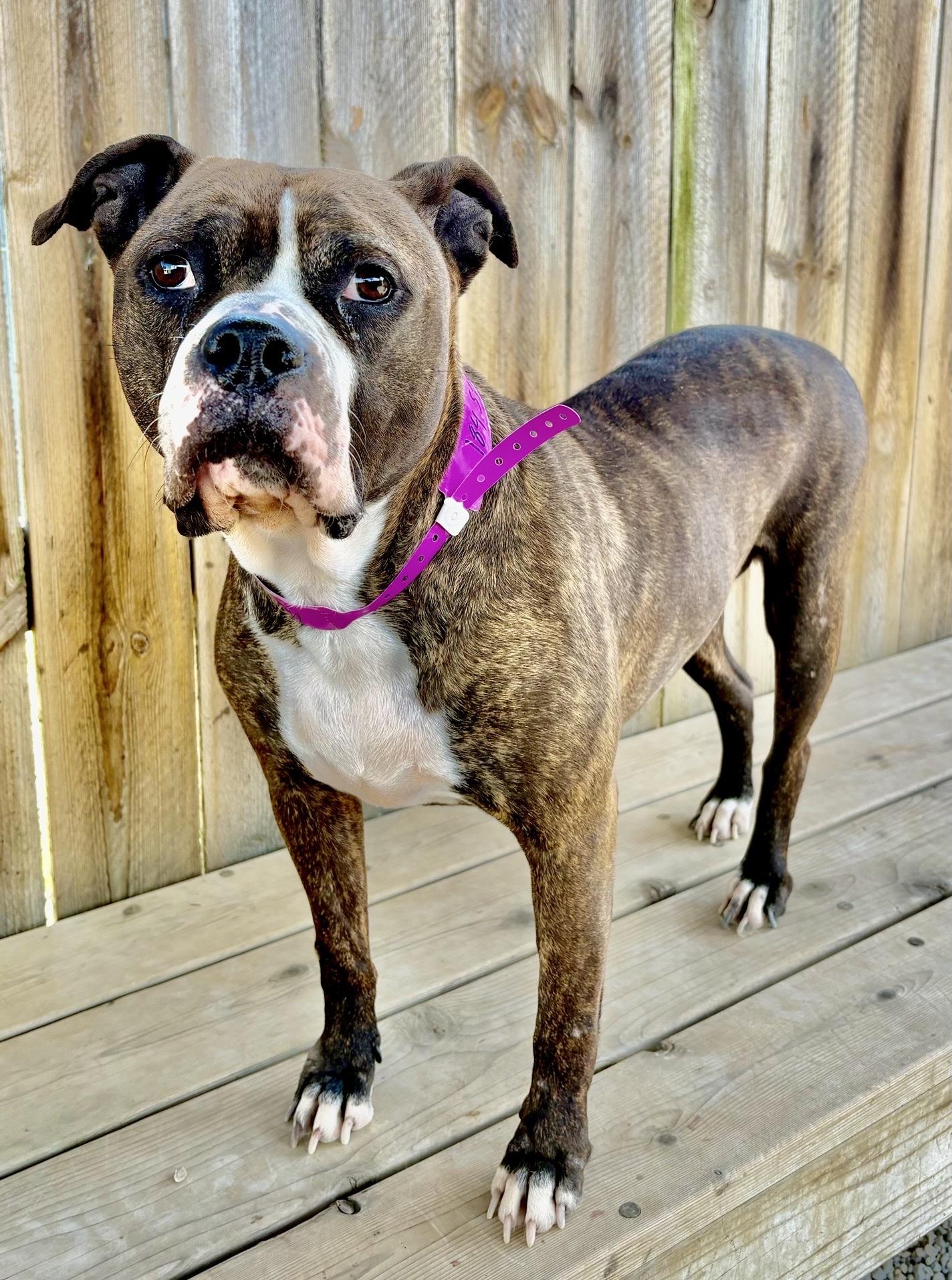 Enlarge Shelby, a Adoptable mixed breed in Oxford, MI image 5/6