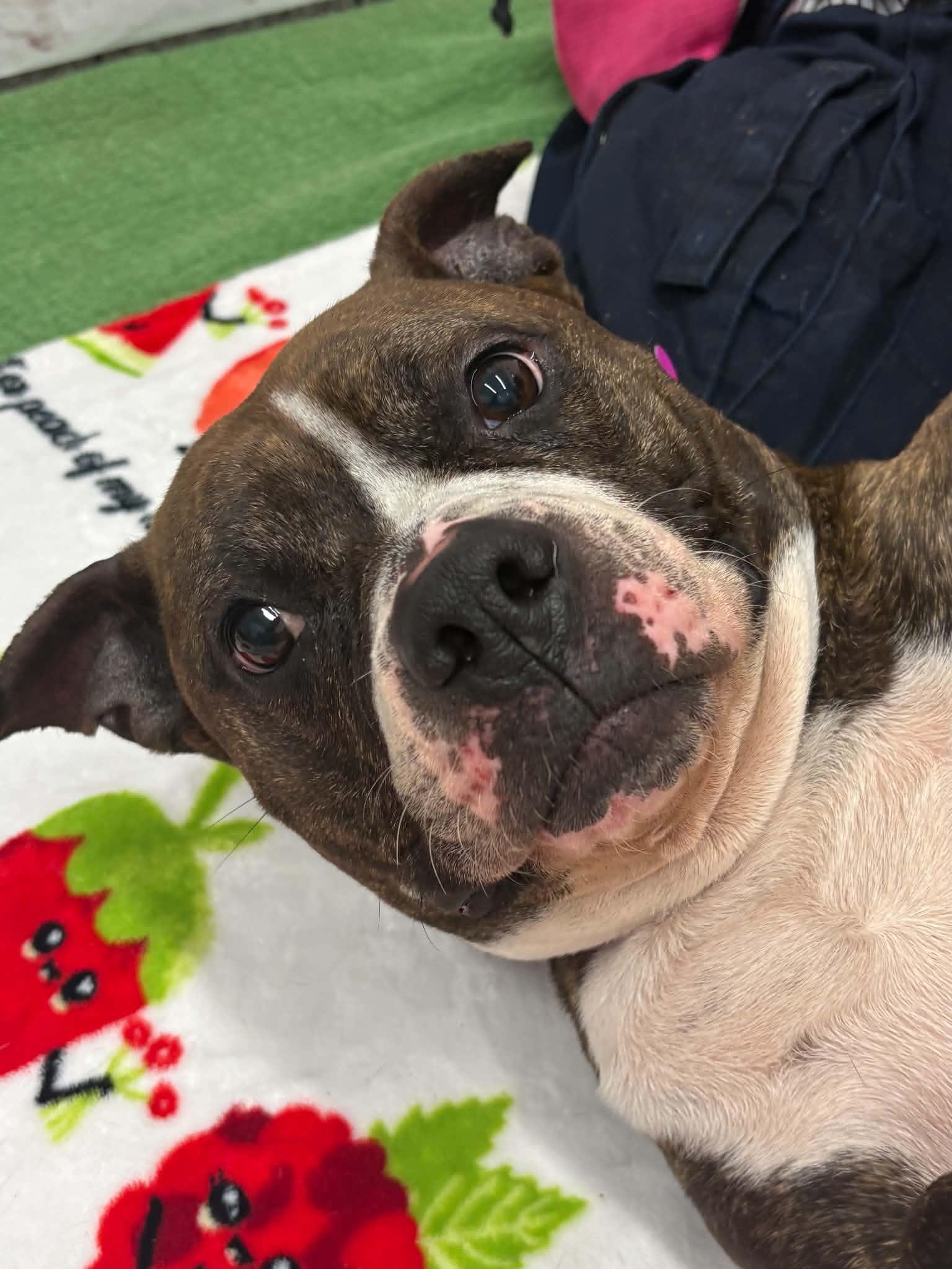 Enlarge Shelby, a Adoptable mixed breed in Oxford, MI image 1/6