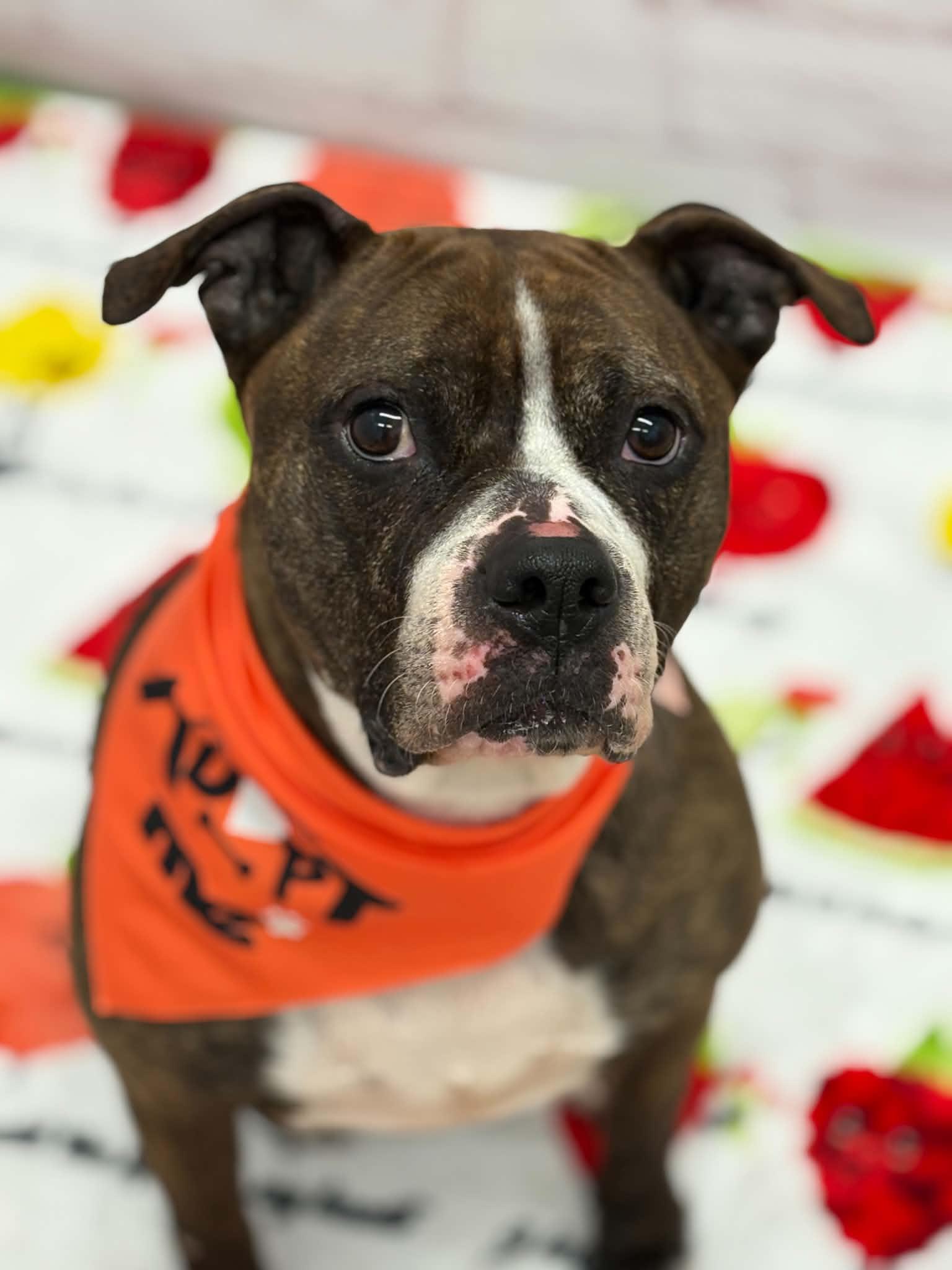 Enlarge Shelby, a Adoptable mixed breed in Oxford, MI image 3/6
