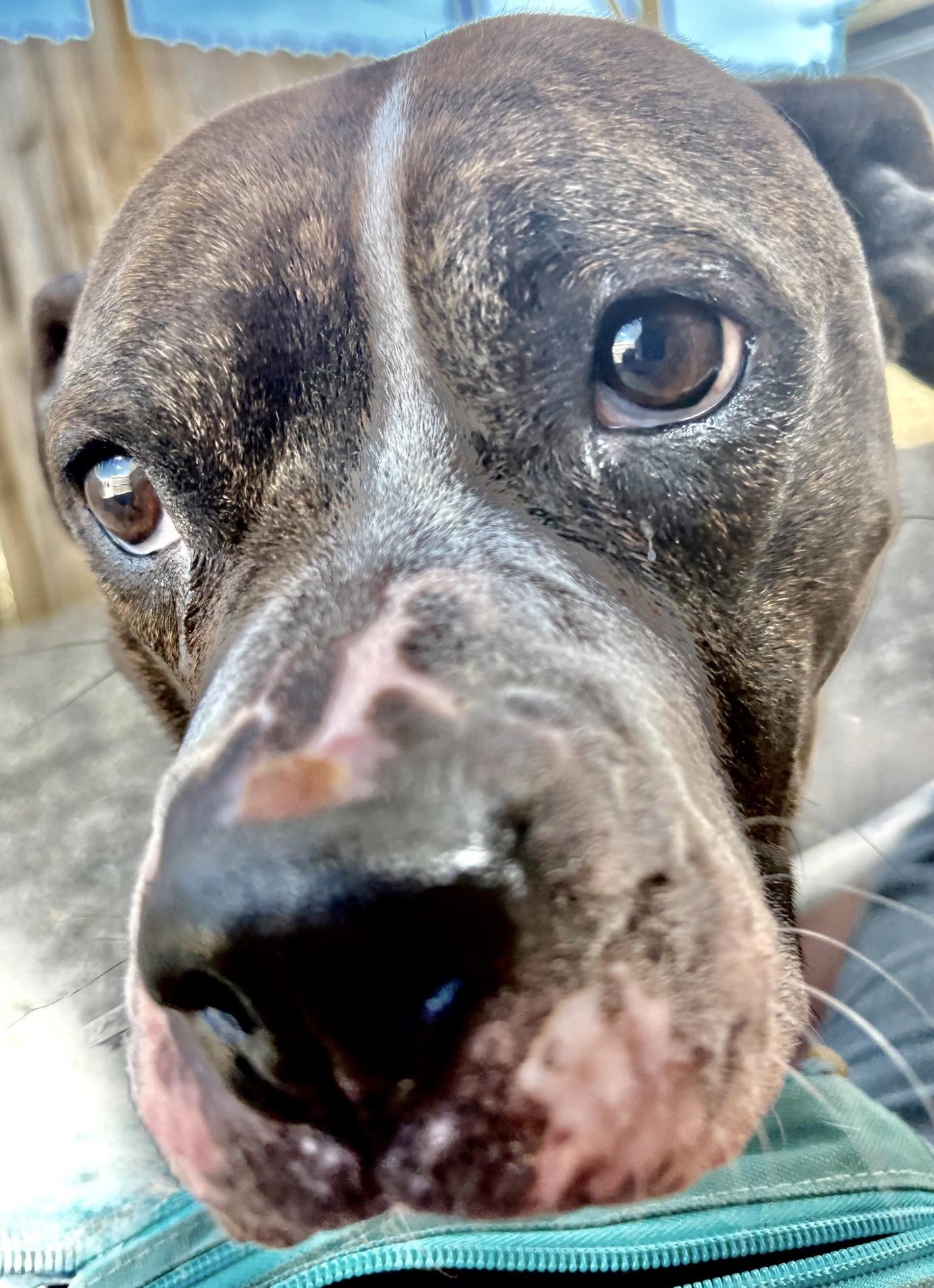 Enlarge Shelby, a Adoptable mixed breed in Oxford, MI image 6/6