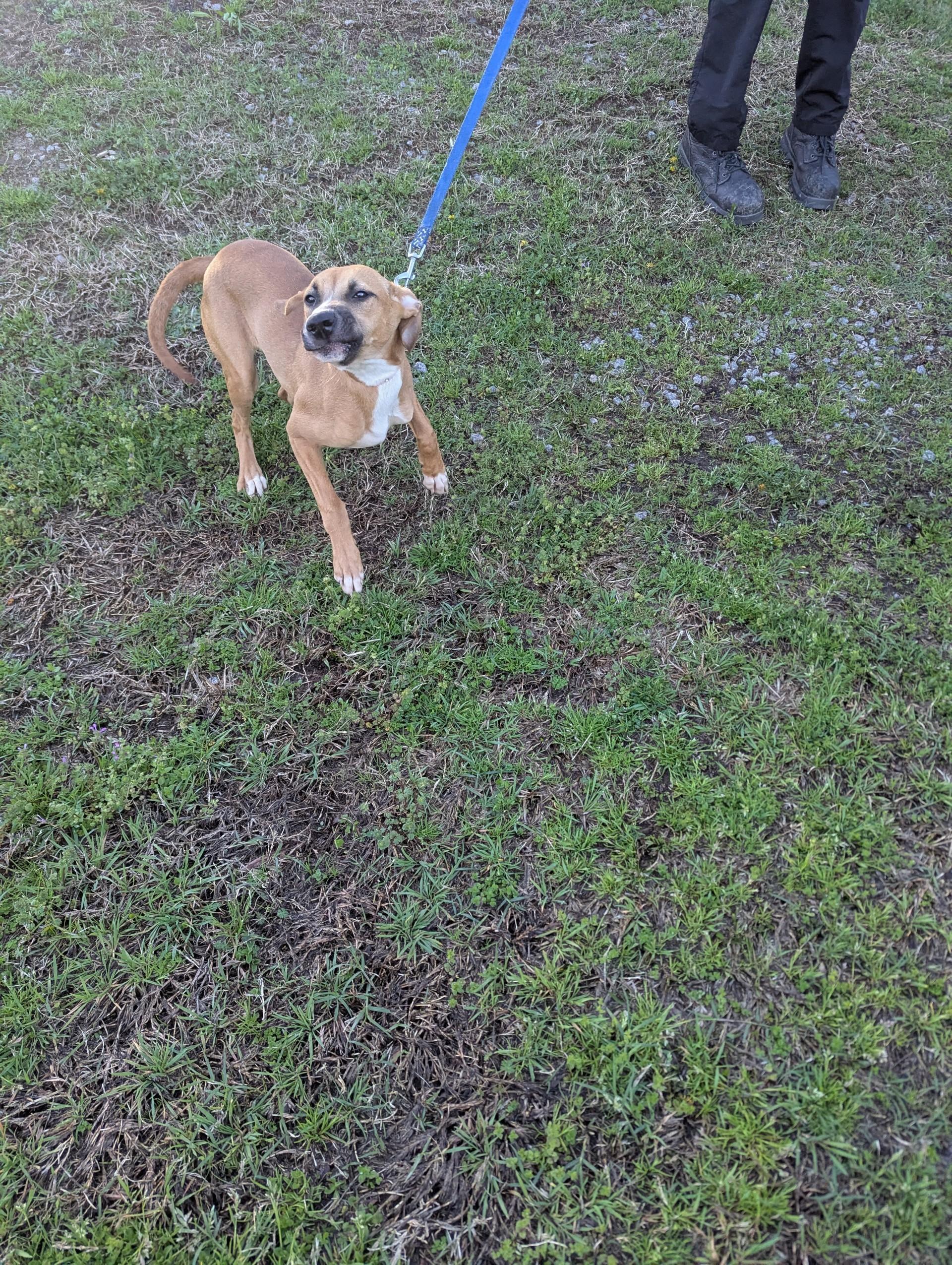 Precious19980, a ADOPTABLE mixed breed in Rocky Mount, NC image 3/5