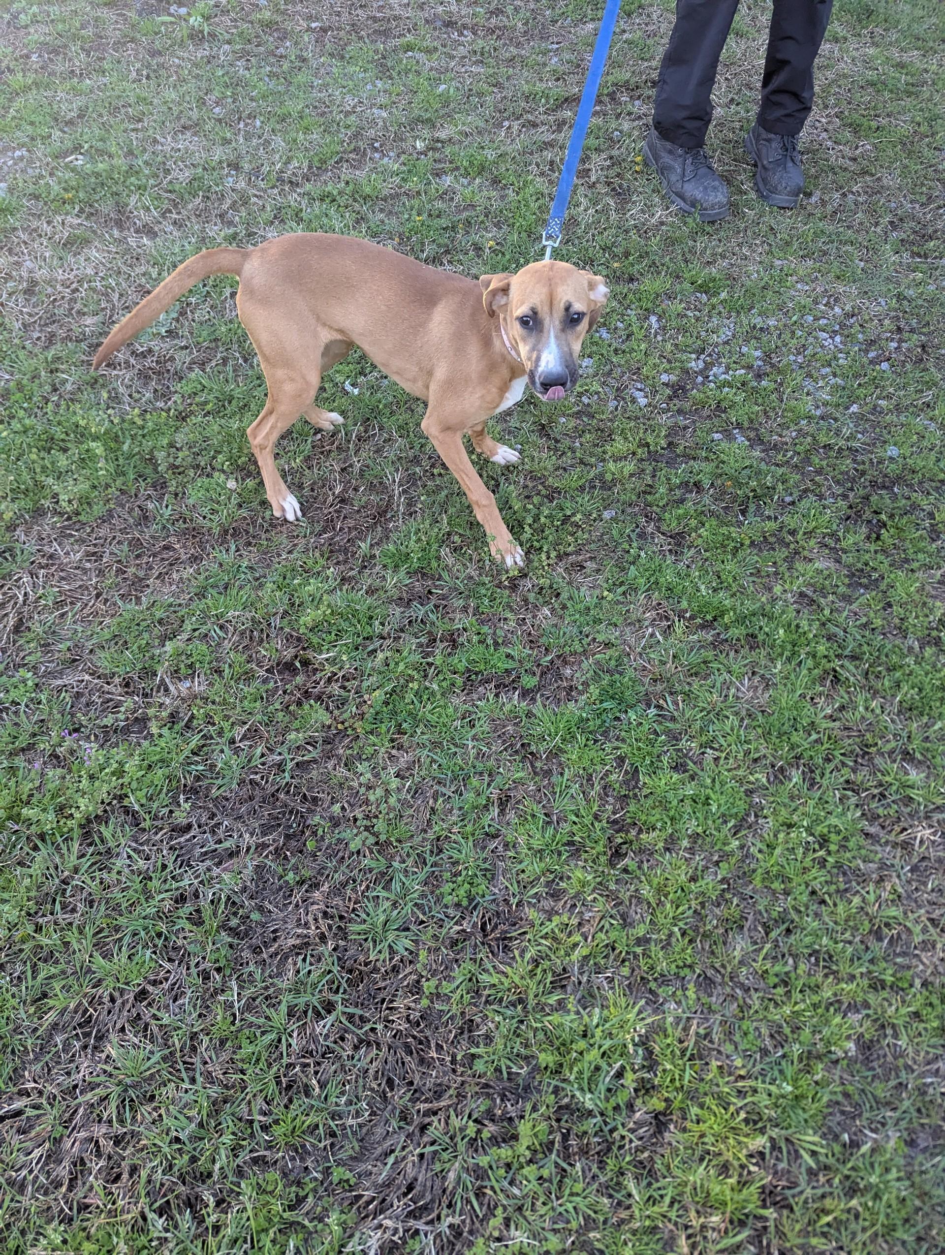 Precious19980, a ADOPTABLE mixed breed in Rocky Mount, NC image 2/5