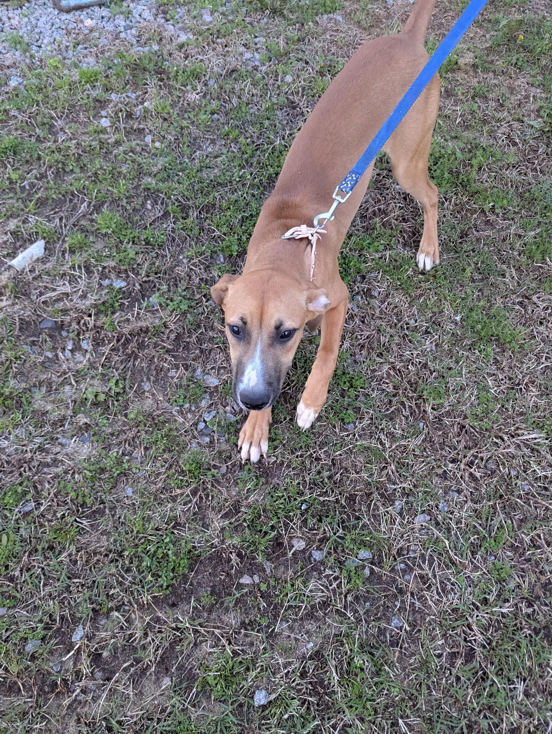 Precious19980, a ADOPTABLE mixed breed in Rocky Mount, NC image 5/5