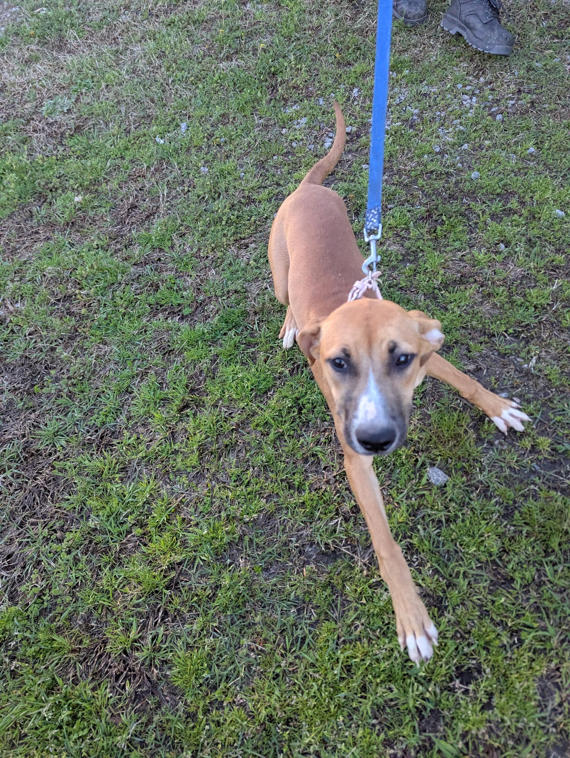 Precious19980, a ADOPTABLE mixed breed in Rocky Mount, NC image 1/5