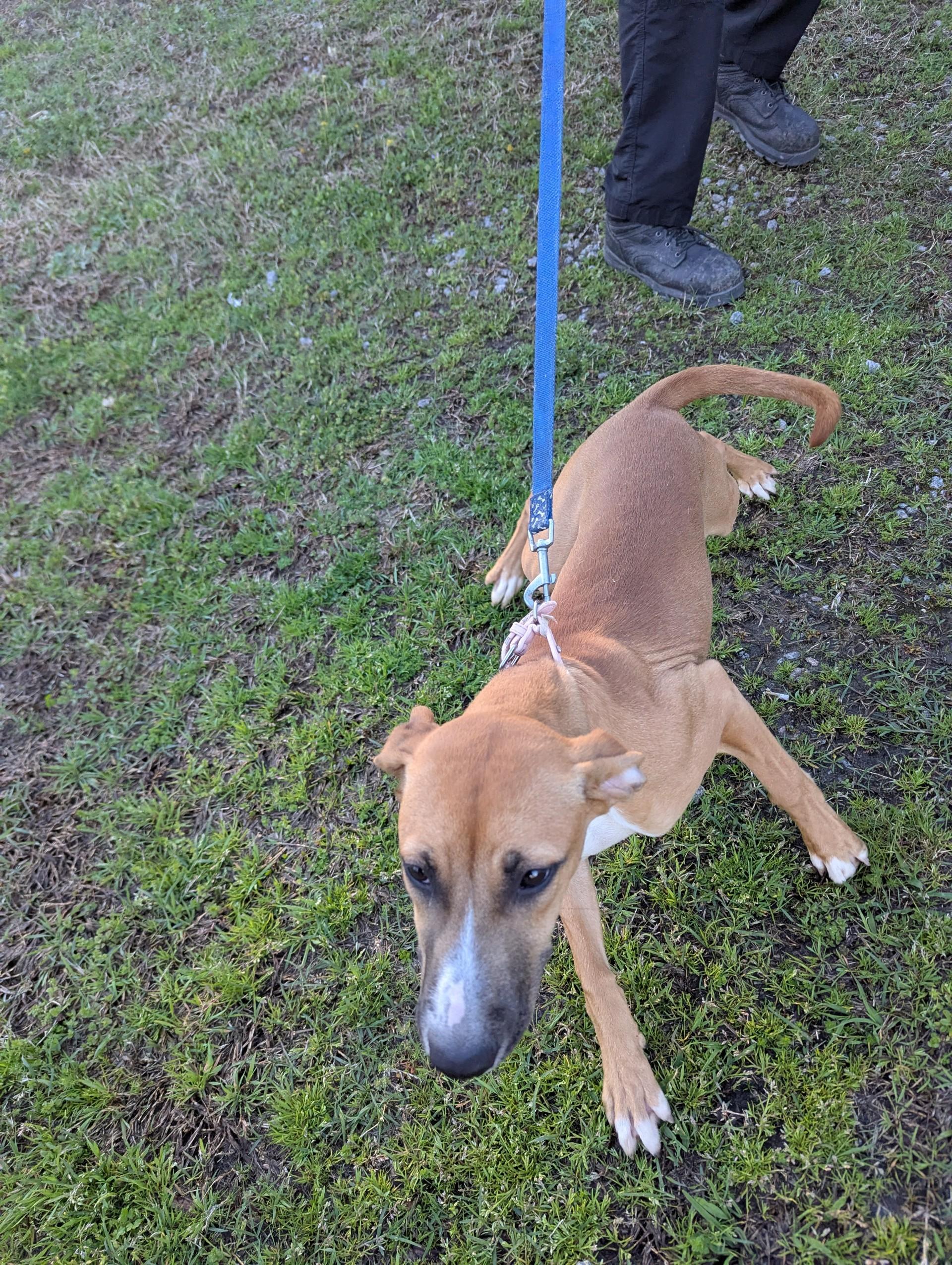 Precious19980, a ADOPTABLE mixed breed in Rocky Mount, NC image 4/5