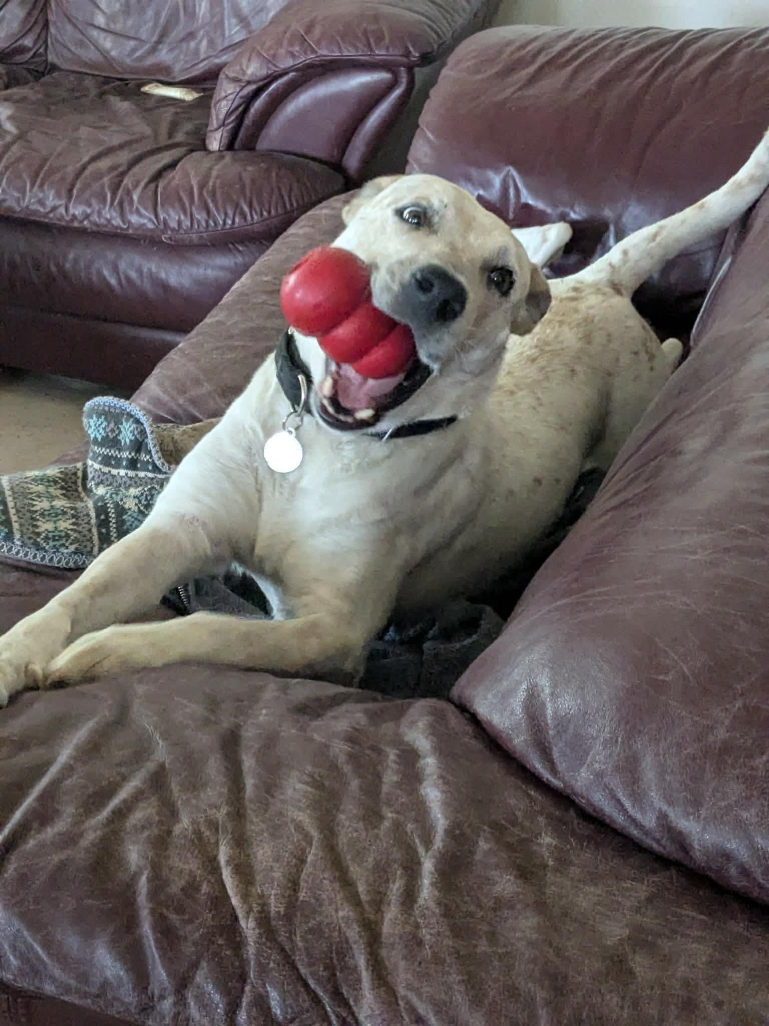 Enlarge Saki, a Adoptable mixed breed in Fuquay-Varina, NC image 5/6