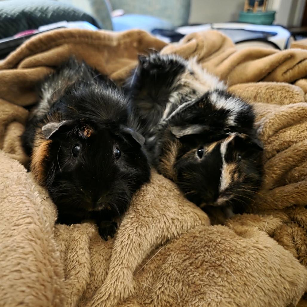 Enlarge Swallowtail & Hornworm - We're a bonded pair!, a Adoptable Abyssinian in Chicago, IL image 1/5