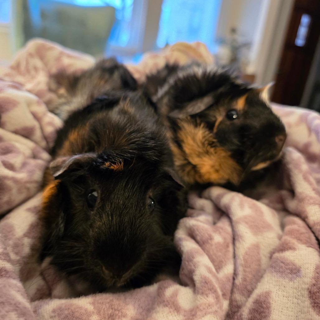 Enlarge Swallowtail & Hornworm - We're a bonded pair!, a Adoptable Abyssinian in Chicago, IL image 2/5