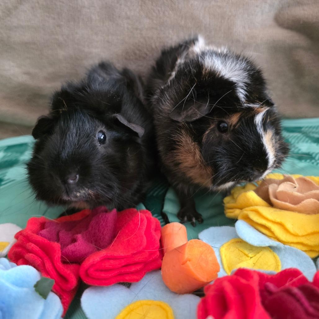 Enlarge Swallowtail & Hornworm - We're a bonded pair!, a Adoptable Abyssinian in Chicago, IL image 3/5