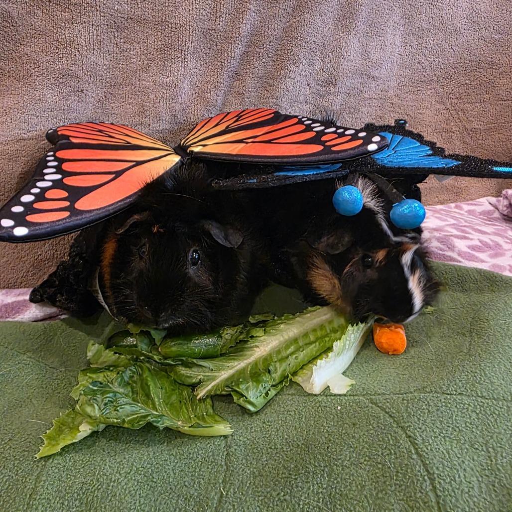 Enlarge Swallowtail & Hornworm - We're a bonded pair!, a Adoptable Abyssinian in Chicago, IL image 5/5