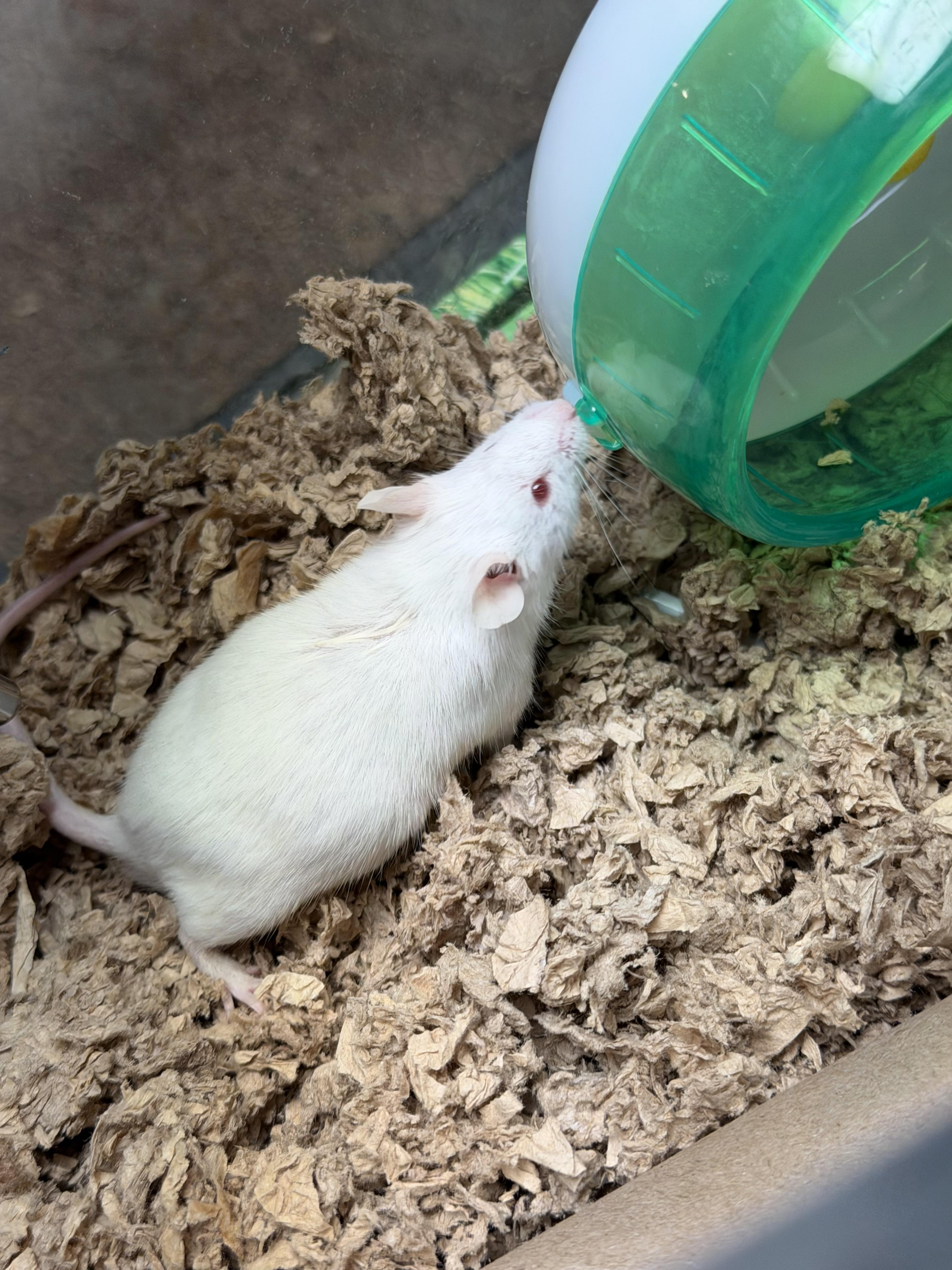 Enlarge Simon, a ADOPTABLE Mouse in Edinburg, PA image 6/6