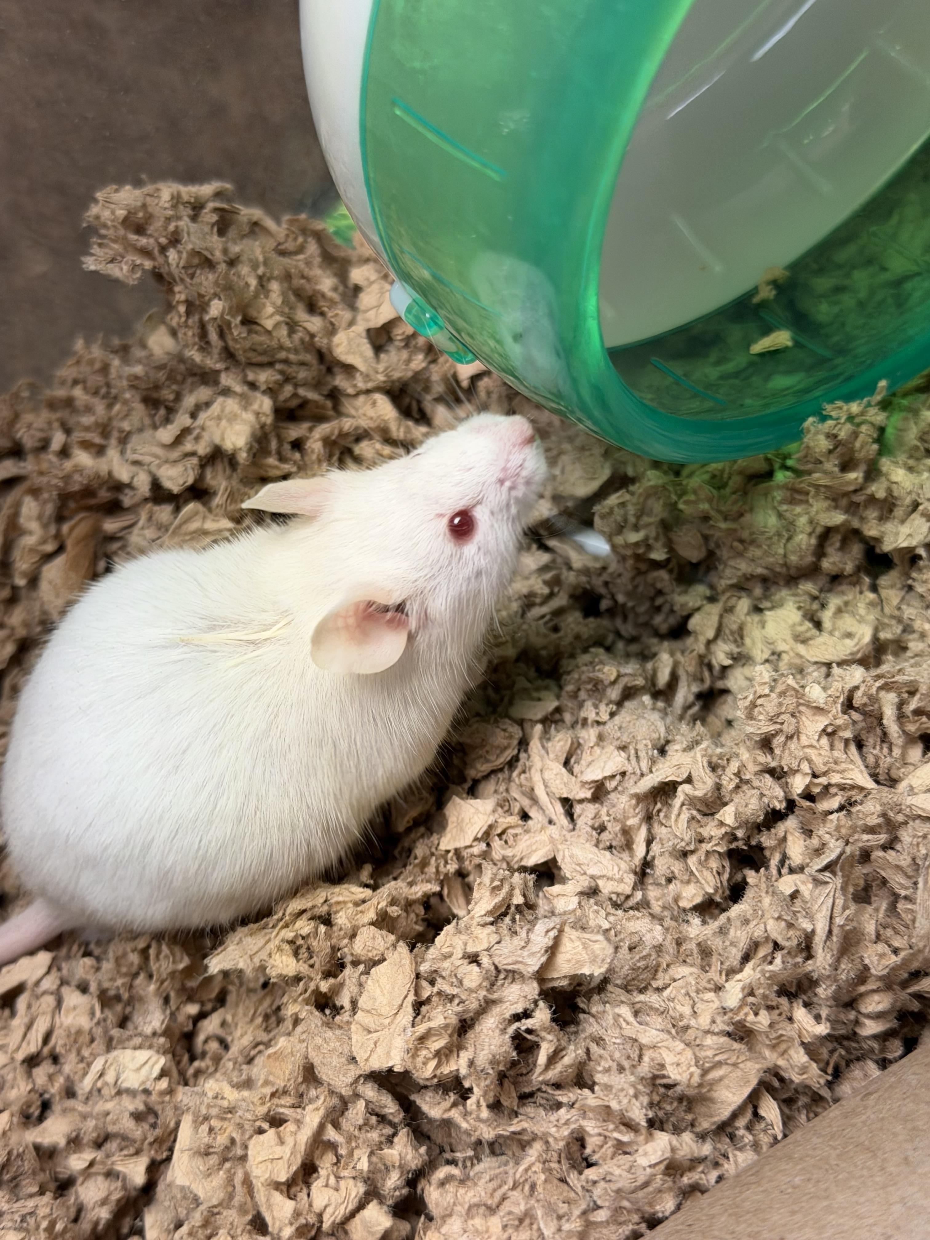 Simon, ADOPTABLE, Young Male Mouse.