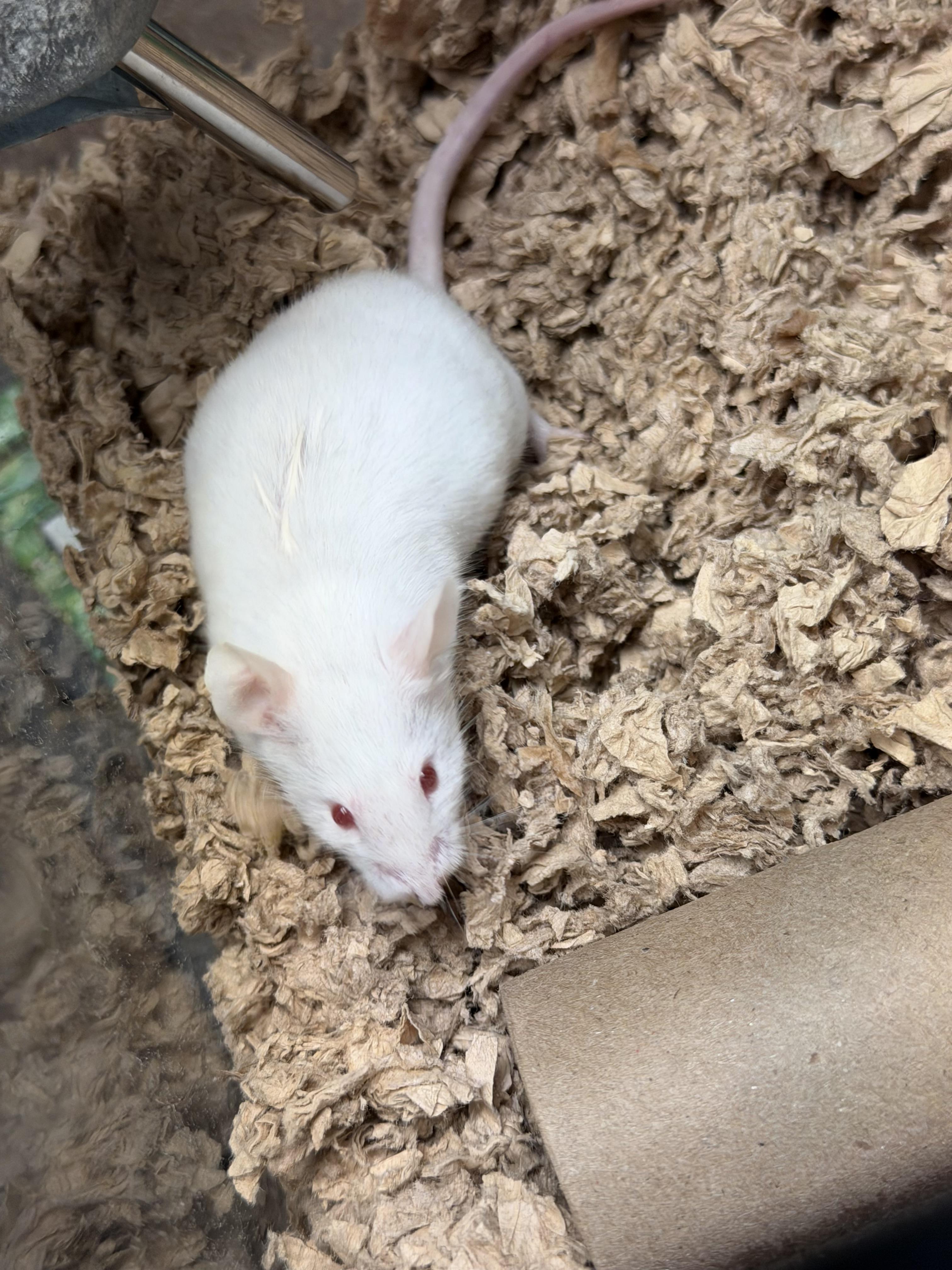 Enlarge Simon, a ADOPTABLE Mouse in Edinburg, PA image 5/6