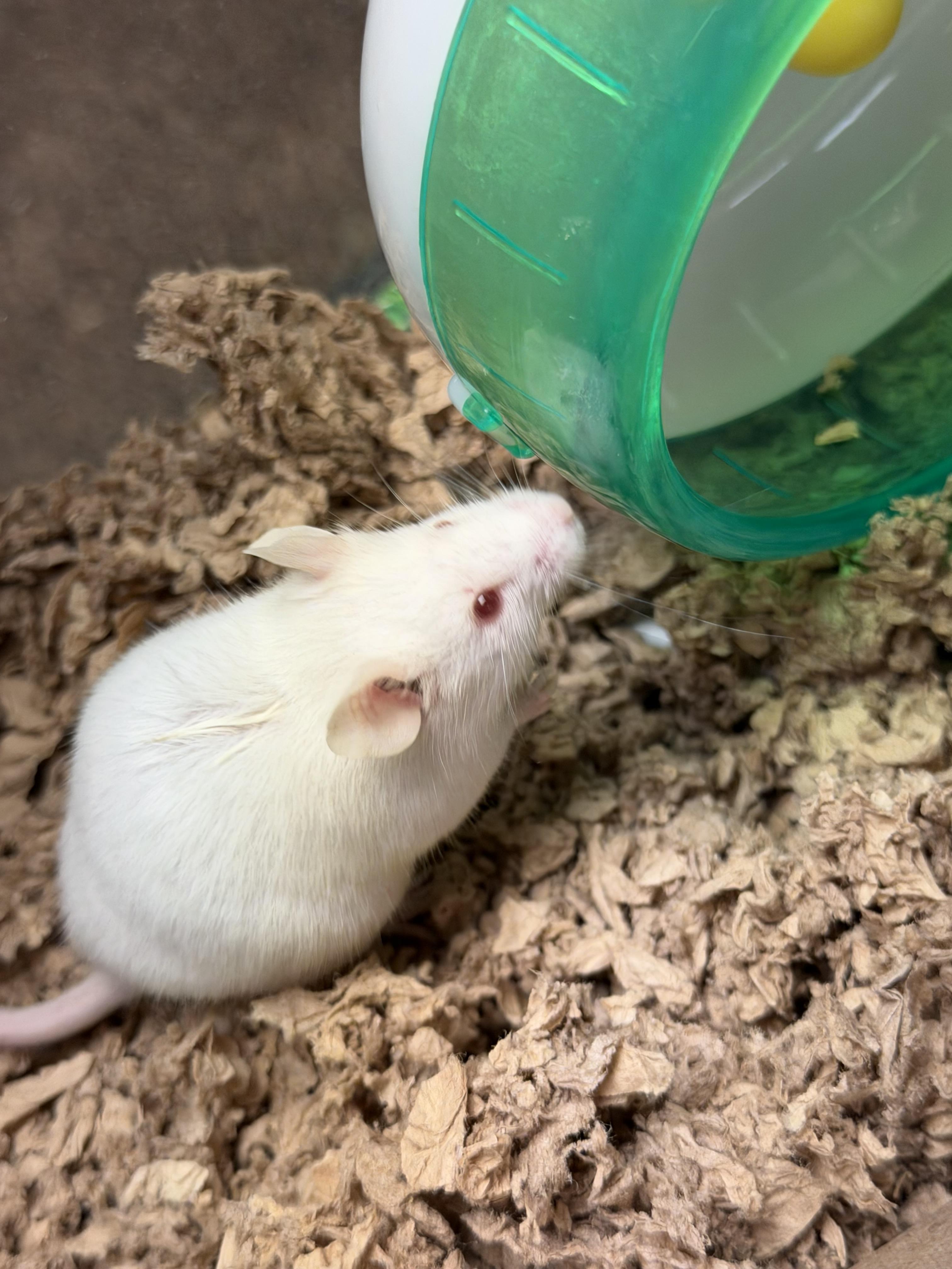 Enlarge Simon, a ADOPTABLE Mouse in Edinburg, PA image 3/6