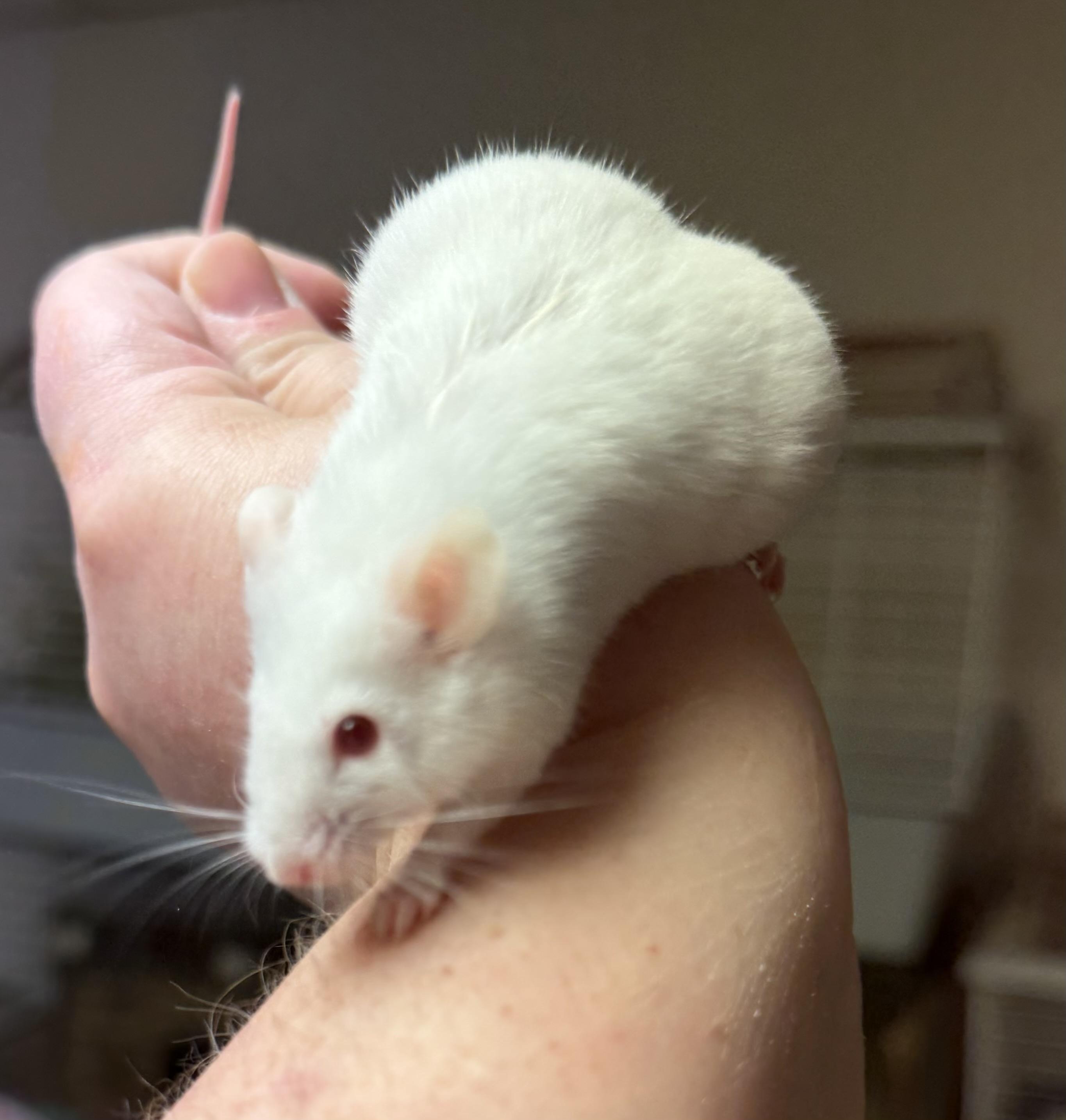 Enlarge Simon, a ADOPTABLE Mouse in Edinburg, PA image 4/6