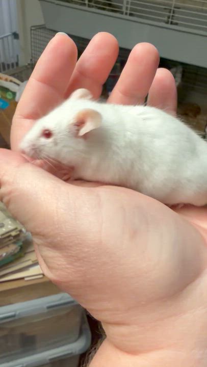 Enlarge Simon, a ADOPTABLE Mouse in Edinburg, PA video 2/6