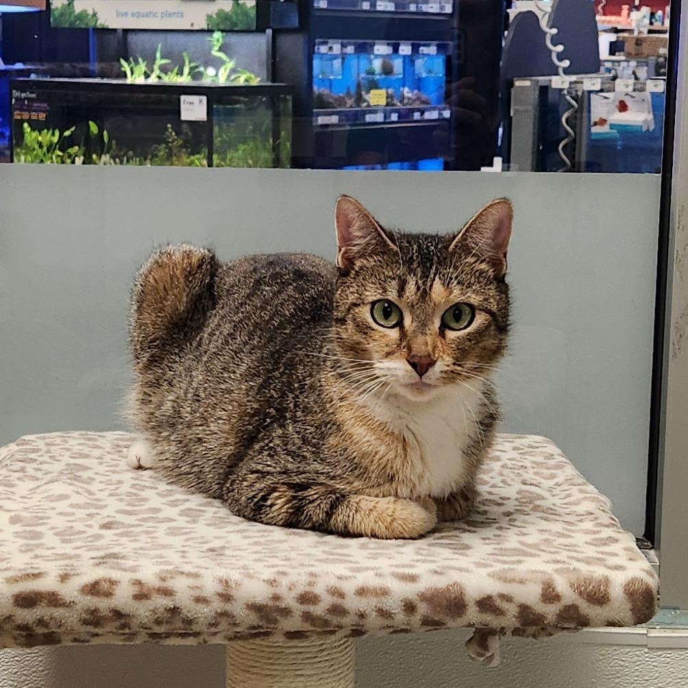 AC, Adoptable, Adult Female Domestic Short Hair.