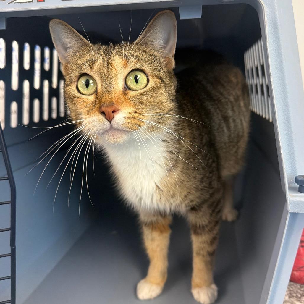 Enlarge AC, a Adoptable Domestic Short Hair in Watertown, NY image 2/2