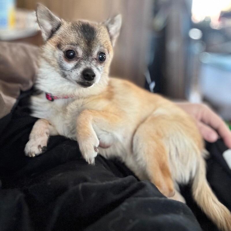 Dixi, Adoptable, Senior Female Chihuahua & Mixed Breed.